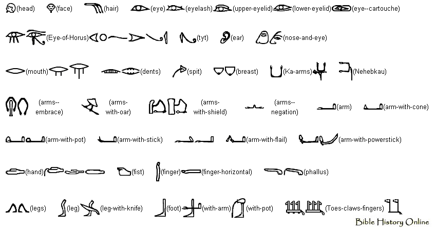 human body parts. Parts of the Human Body