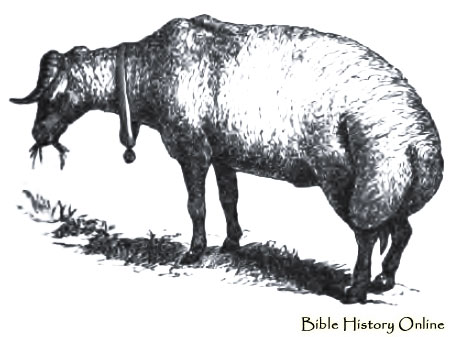 Broad Tailed Sheep