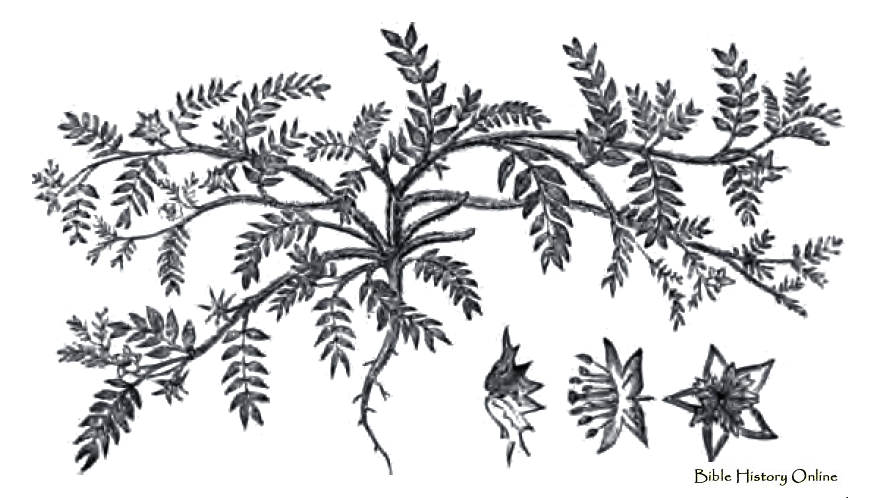 Caltrop - Images of Ancient Plants (Bible Geography at Bible ... Caltrop - Images of Ancient Plants (Bible Geography at Bible ...
